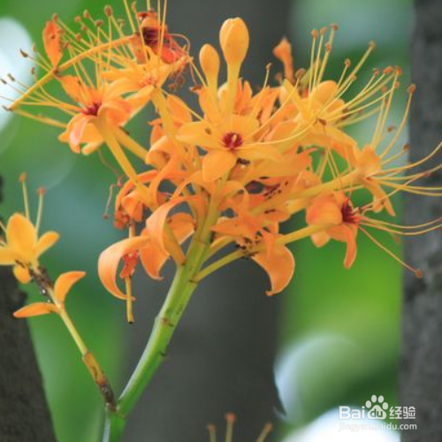 无忧花养殖时需要注意什么？