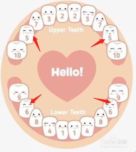 婴儿出牙顺序是什么?