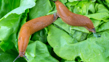 家里有蛞蝓怎么清除