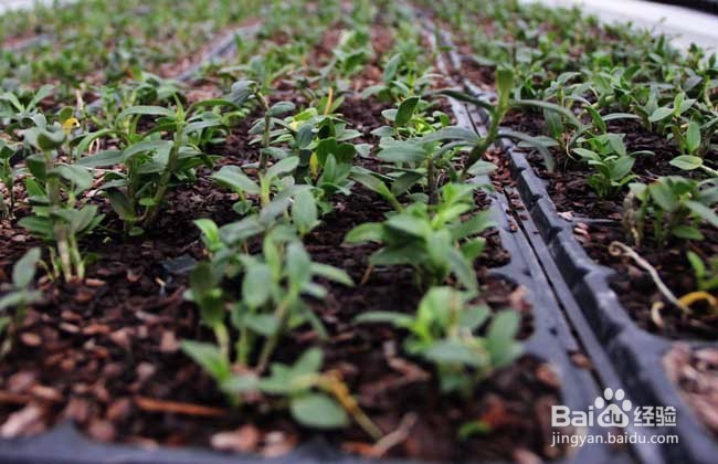 石斛兰的养殖方法及技巧