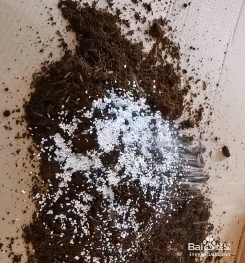 发财树树干萎缩怎么办