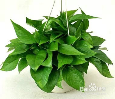 家里常养这些植物 身体会越来越棒