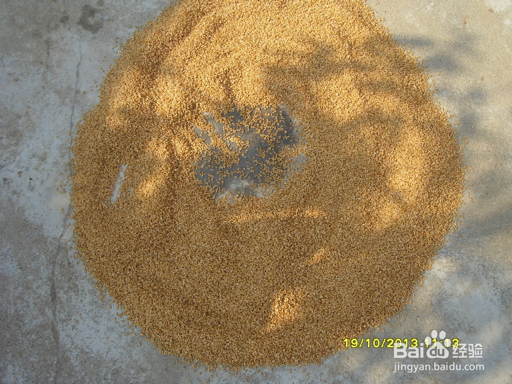 小麦的种植技术