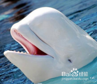 鲸鱼是怎么哺乳的