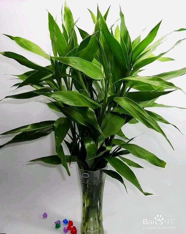 怎么养富贵竹才不会黄叶