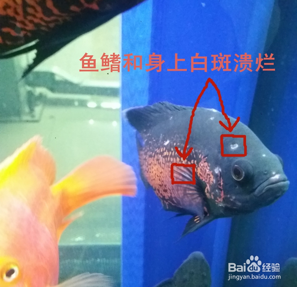 地图鱼出现白斑溃烂应该注意什么怎么治疗