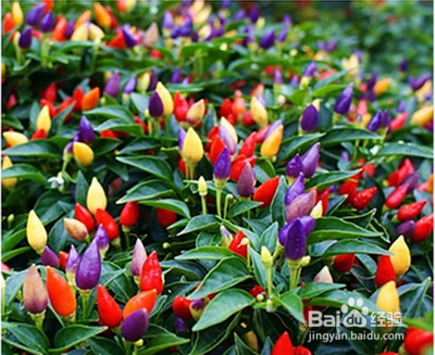 五彩辣椒怎么种植