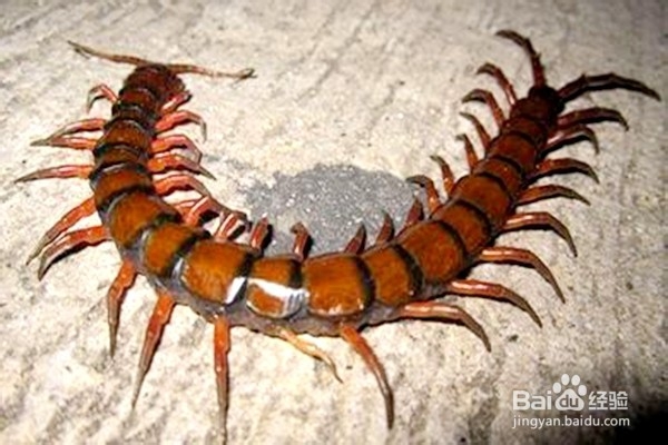 怎样使用蜈蚣?--------中药的使用