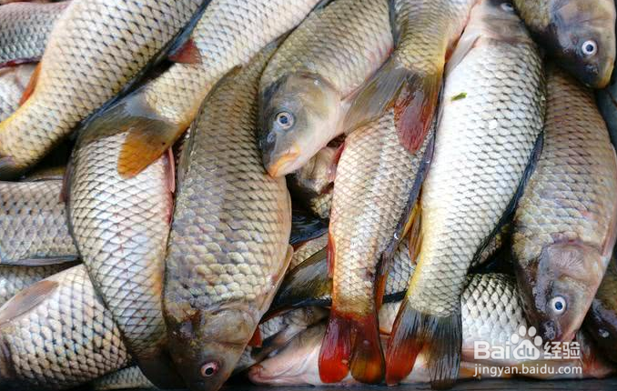 鱼土腥味太大怎么回事