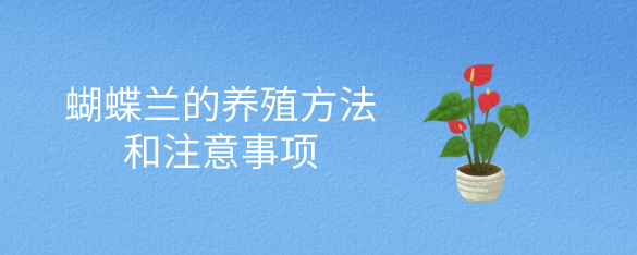 蝴蝶兰的养殖方法和注意事项