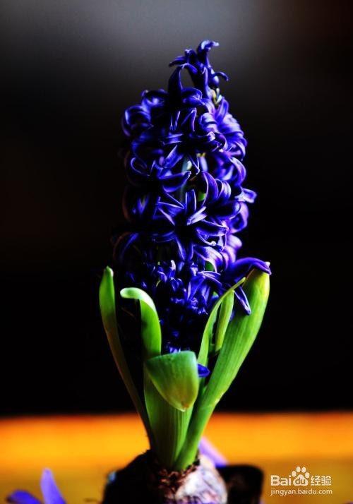 风信子能不能放在卧室养