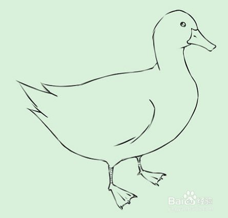 怎样画鸭子如何画白鸭子铅笔画