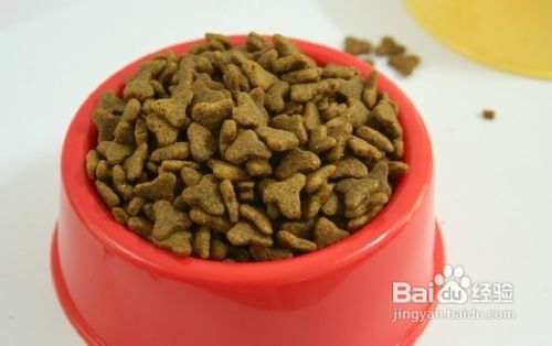 怎样选择更适合苏格兰牧羊犬的狗粮