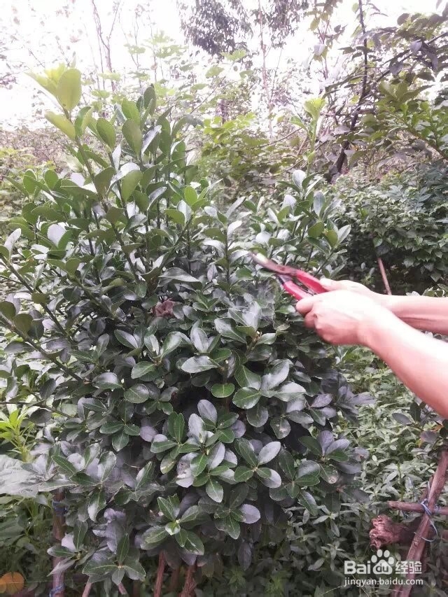 怎么把万年青修剪成圆形？