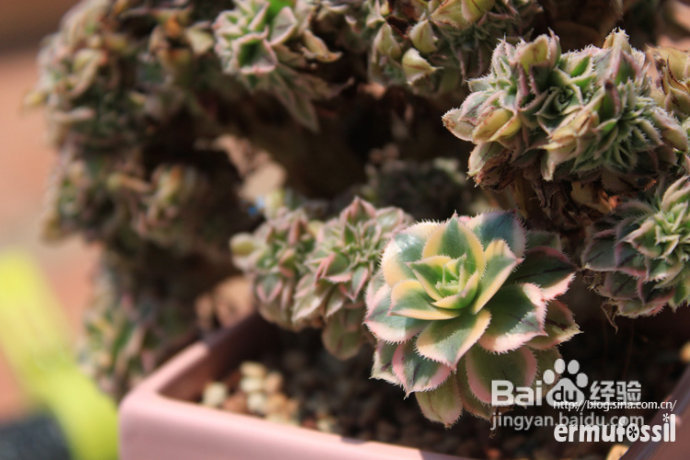 【多肉植物知识】多肉植物中的“缀化-锦-群生”