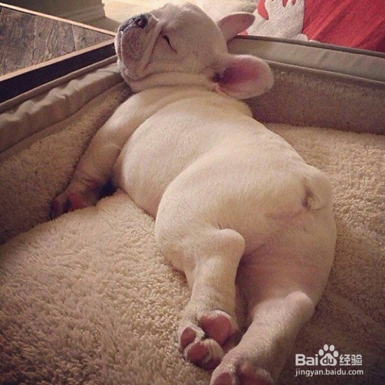狗狗的睡眠状态