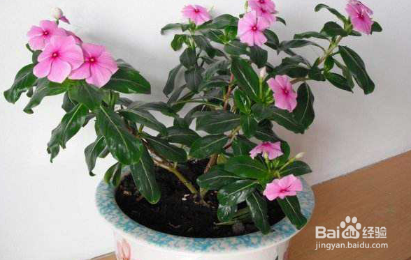 四季梅花的养殖方法和养殖注意事项有哪些？