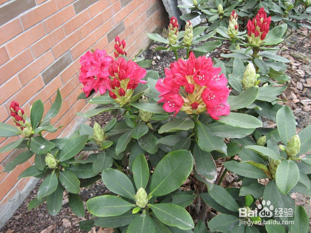 花农的养花口诀