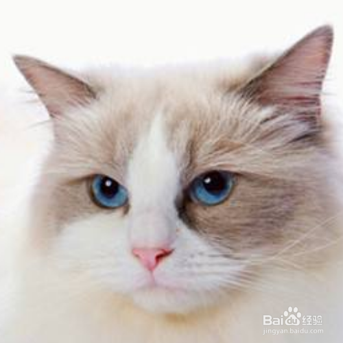 猫吐毛球是为什么?