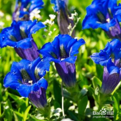 龙胆草种植时需要注意什么