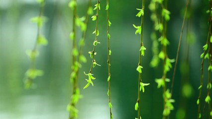 柳枝在春风里轻轻地摆动(改拟人句)