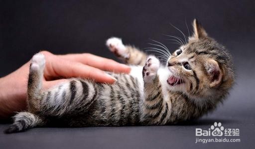 2岁成年猫换新主人该如何养?