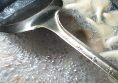 咸肉秀珍菇蛏子汤