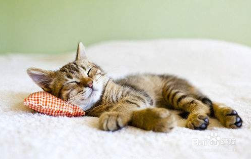 给猫咪怎么测体温？