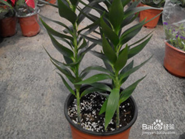 百合盆栽开花后怎么养护？