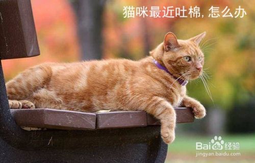 猫咪最近吐棉,怎么办