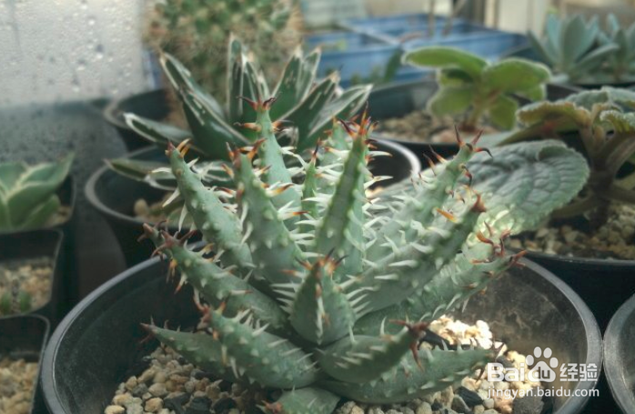 黑魔殿芦荟养殖方法