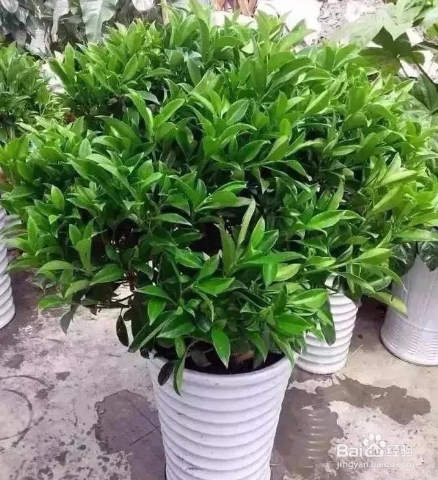 史上最全的吸毒植物.新房必备