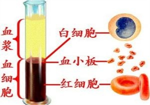 血液的那些事