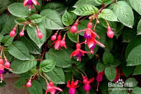 倒挂金钟的养殖方法和注意事项有什么?