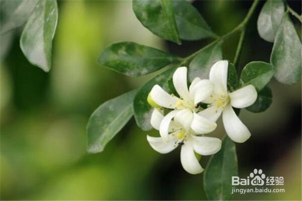 九里香的养殖方法和注意事项有什么？