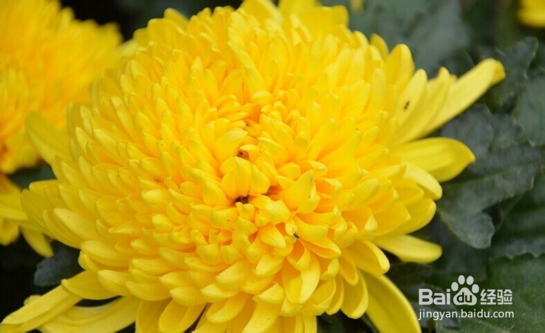 与鸡肉相克的食物