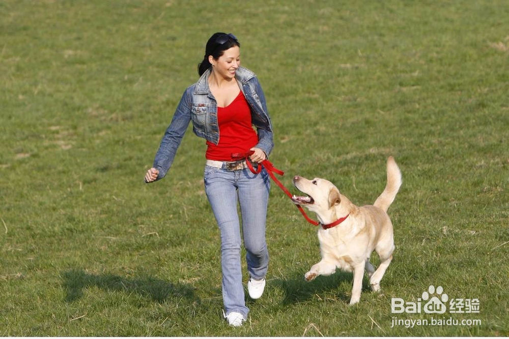 十分钟让拉布拉多犬学会卧下