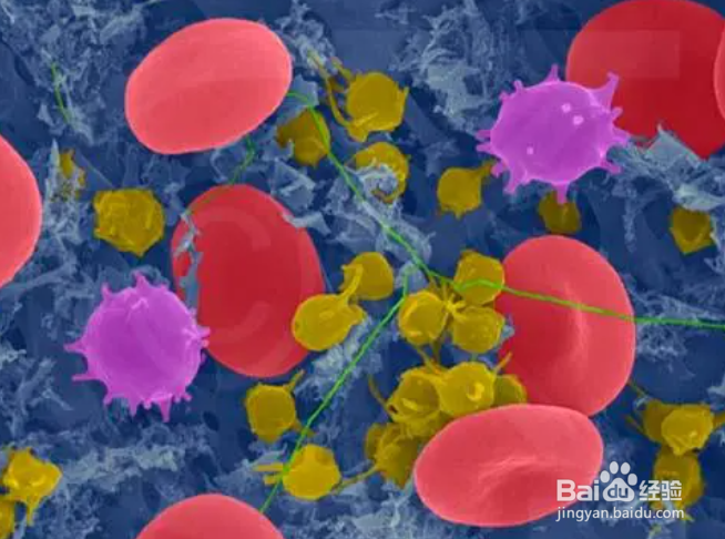 什么是中性粒细胞