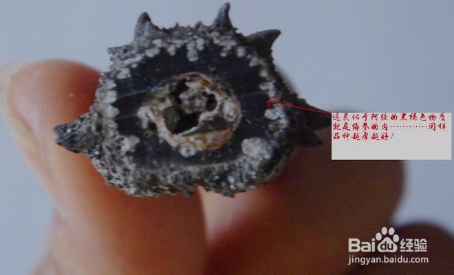 假海参是什么做的？如何辨别海参真假