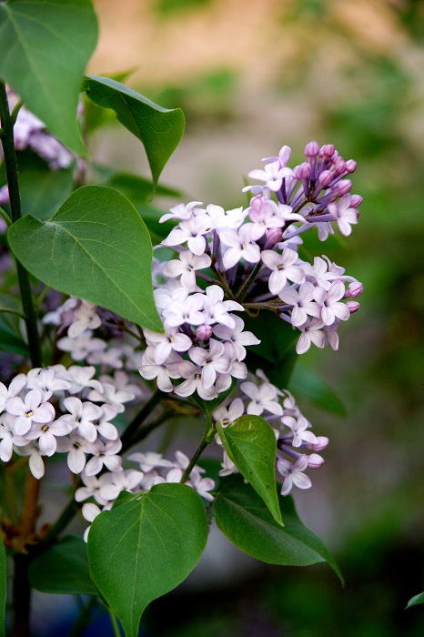 【最美的风景】北京春天赏花全线搜罗