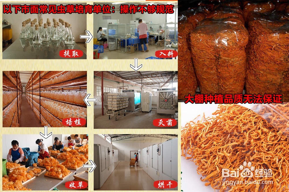 怎么判断富硒蛹虫草茶的品质好坏？