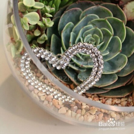 自己打造多肉植物景观
