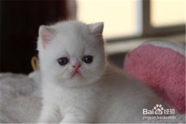 养波斯猫的注意事项？