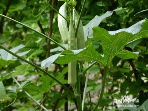 食用秋葵应该注意哪些