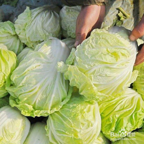 白菜烂帮怎么办