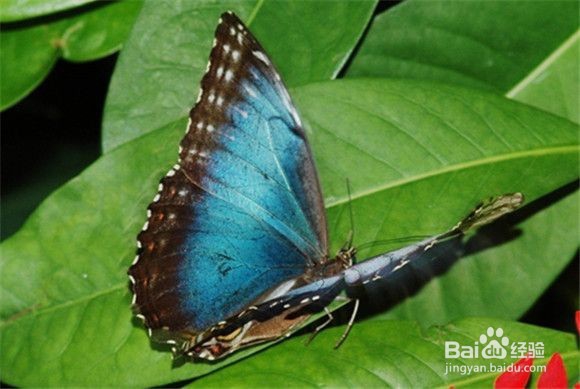 巴西蜂胶的功效与作用及食用方法