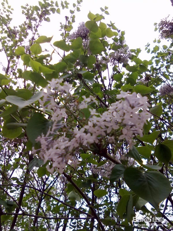 山东省小学教师资格证报名流程