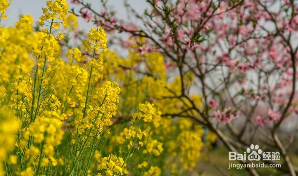 十里菜花十里桃花 莲花岛的春天美如仙境