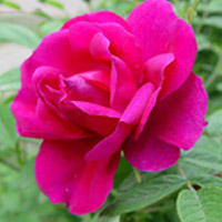 高楼火灾怎么办