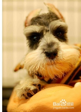 雪纳瑞饲养指南